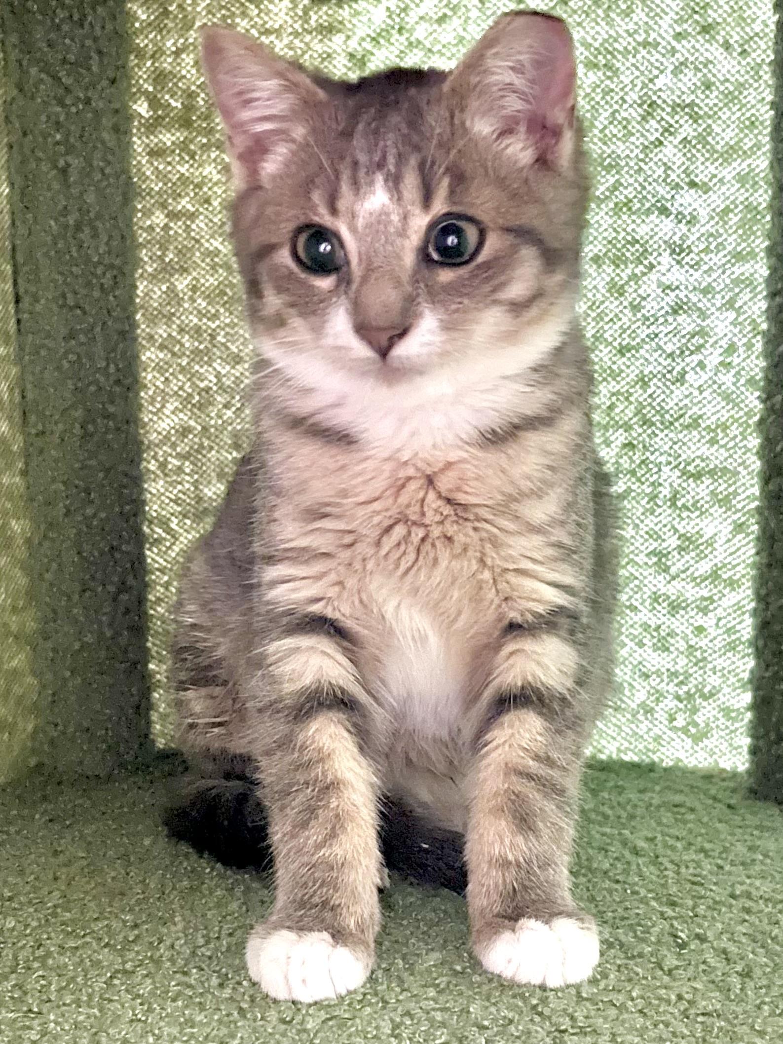 Enlarge Goose (I’m a silly one!), a ADOPTABLE Domestic Short Hair in Houston, TX image 2/5