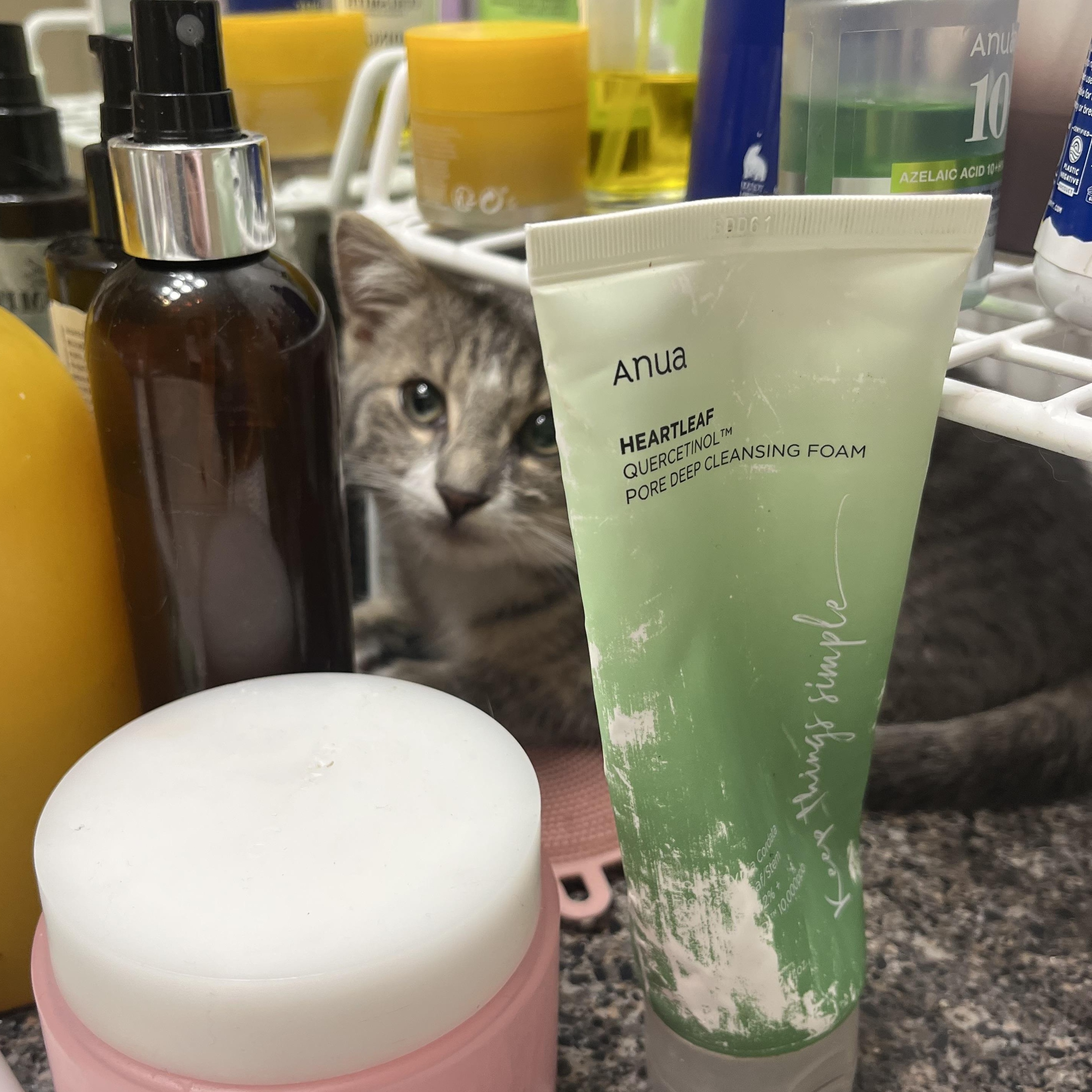 Enlarge Goose (I’m a silly one!), a ADOPTABLE Domestic Short Hair in Houston, TX image 4/5