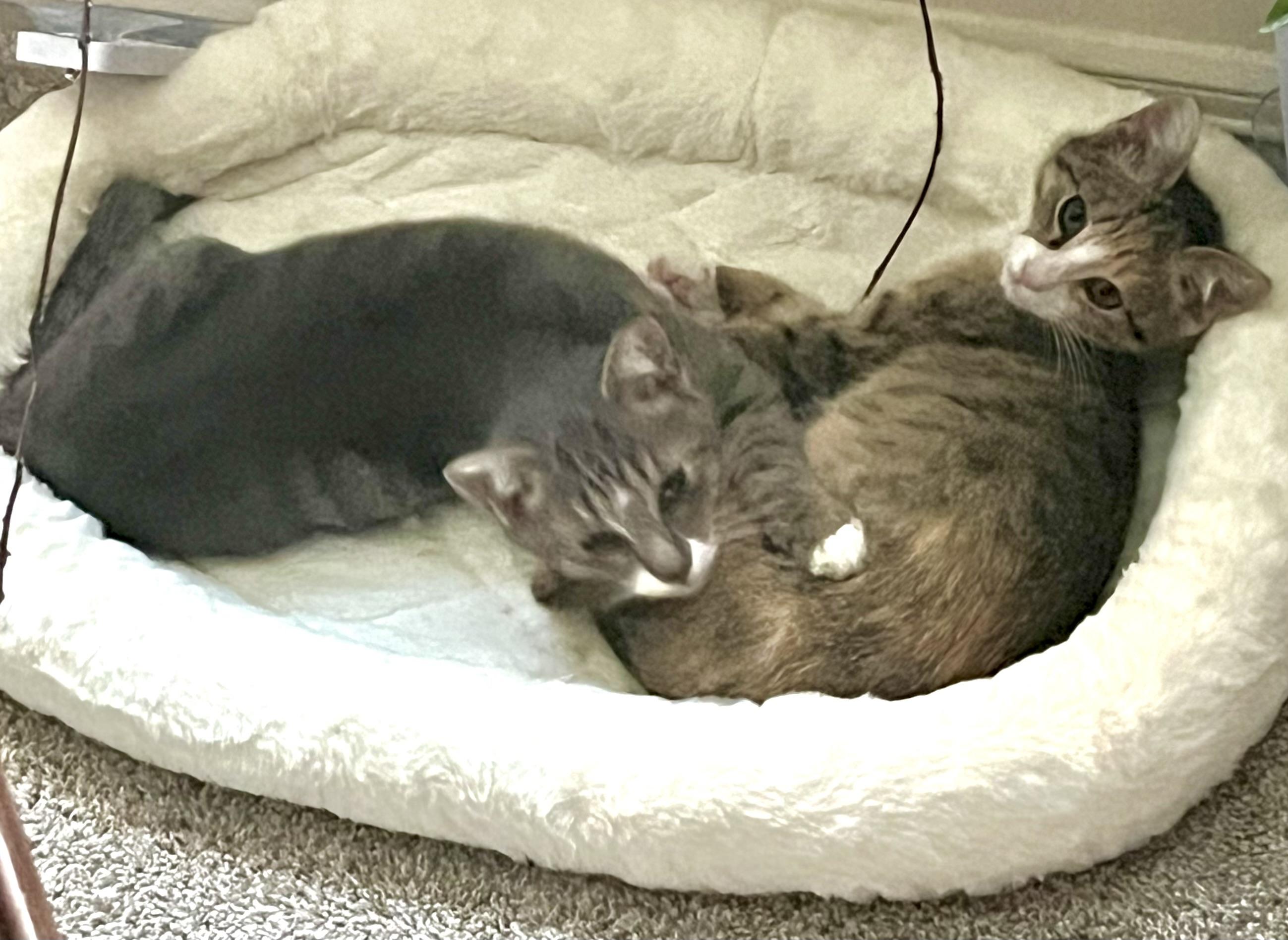 Enlarge Goose (I’m a silly one!), a ADOPTABLE Domestic Short Hair in Houston, TX image 3/5