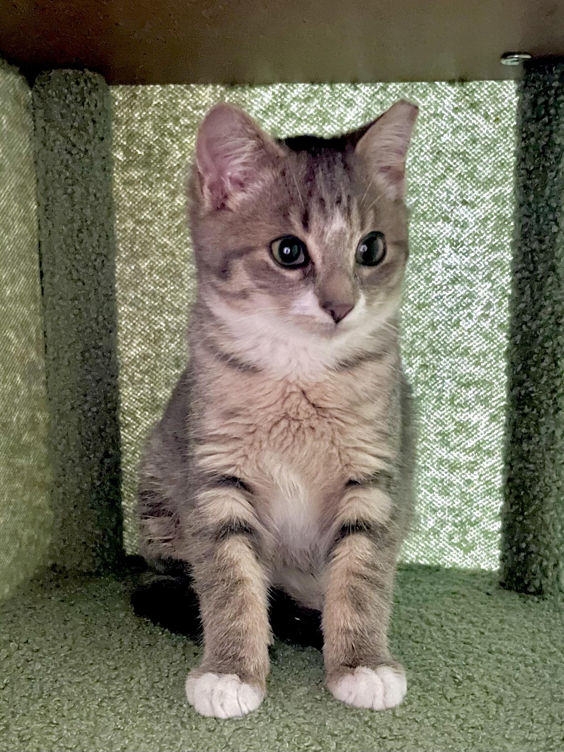 Enlarge Goose (I’m a silly one!), a ADOPTABLE Domestic Short Hair in Houston, TX image 5/5