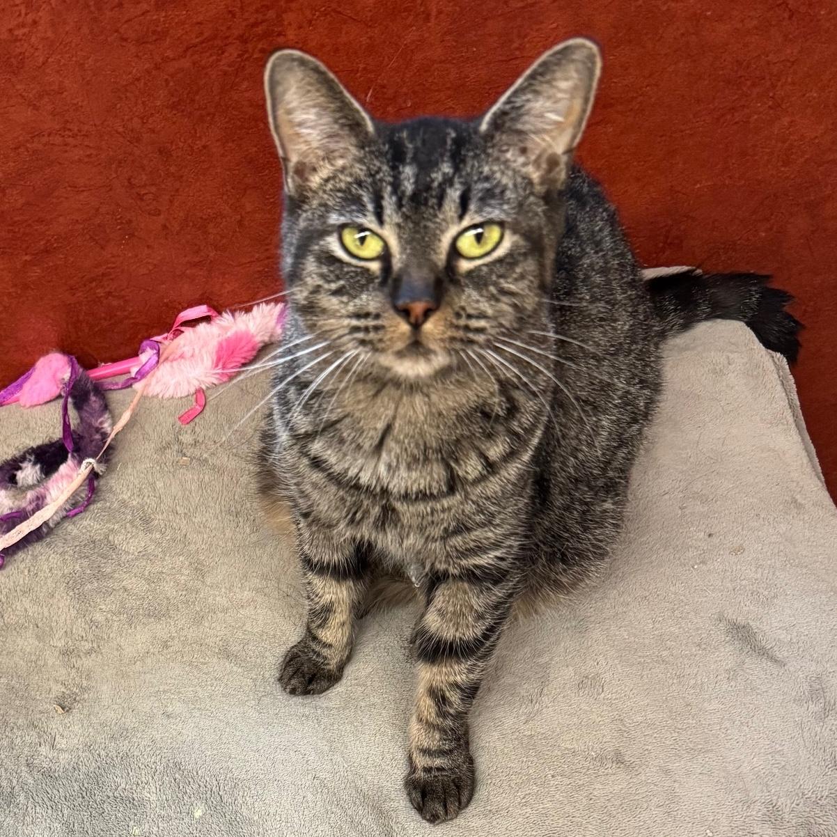 Enlarge Penny, a ADOPTABLE Domestic Short Hair in Rochester, MN image 1/2