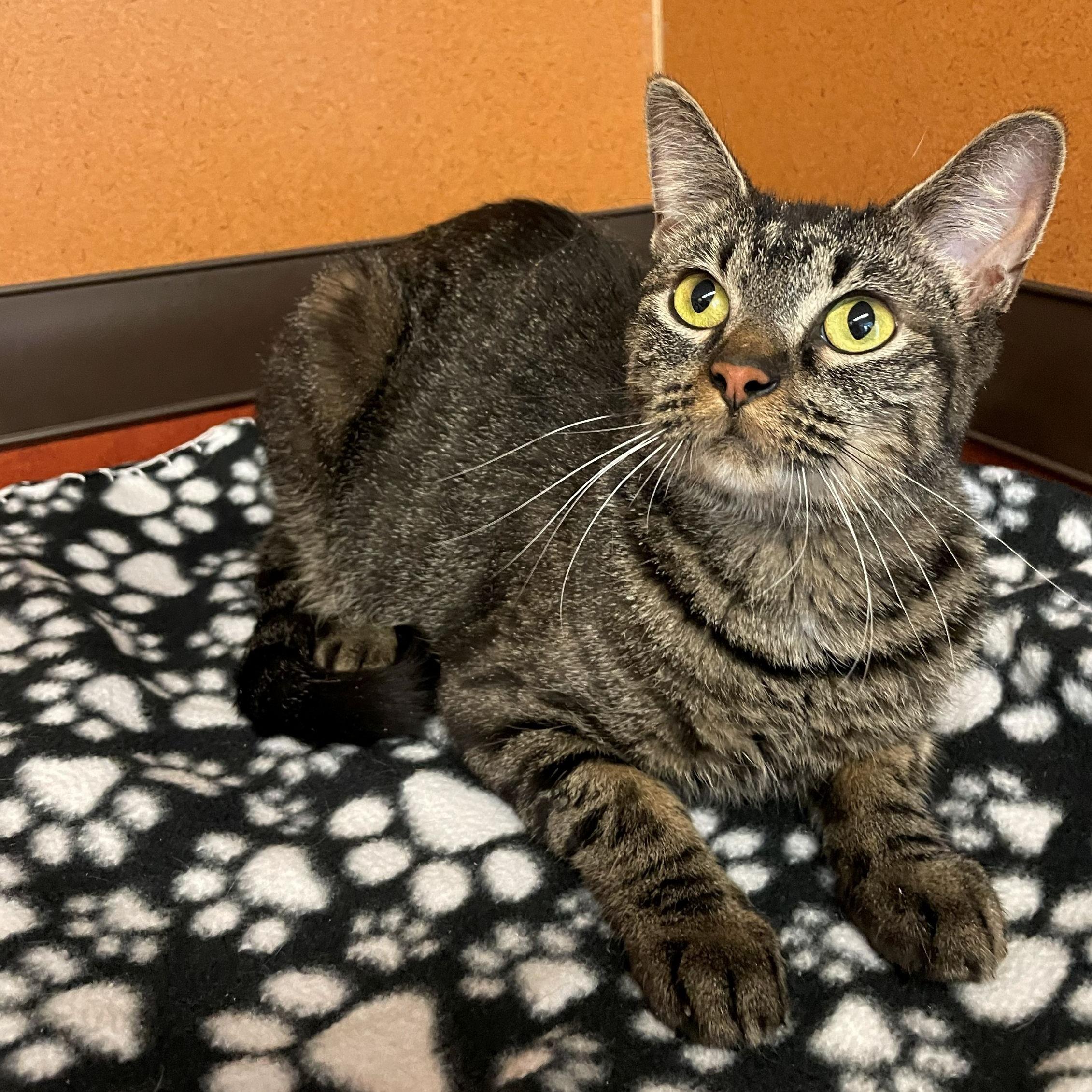 Enlarge Penny, a ADOPTABLE Domestic Short Hair in Rochester, MN image 2/2