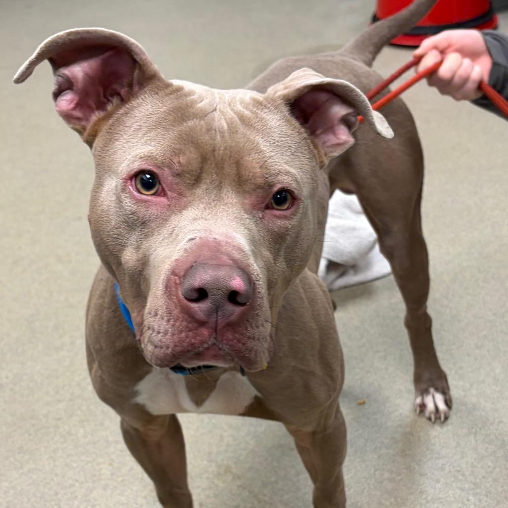 Enlarge Drako, a Adoptable Mixed Breed in Waukesha, WI image 2/2