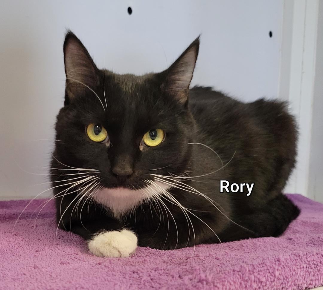 Rory, a Adoptable Domestic Short Hair in Mazon, IL image 1/2