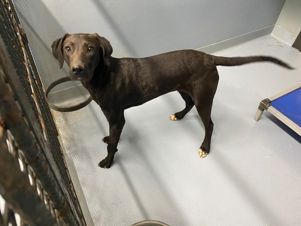 Enlarge Manny Machado, a Adoptable mixed breed in Cartersville , GA image 1/1