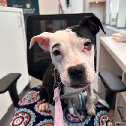 Bernadette, an adopted Mixed Breed in Hilliard, OH_image-1