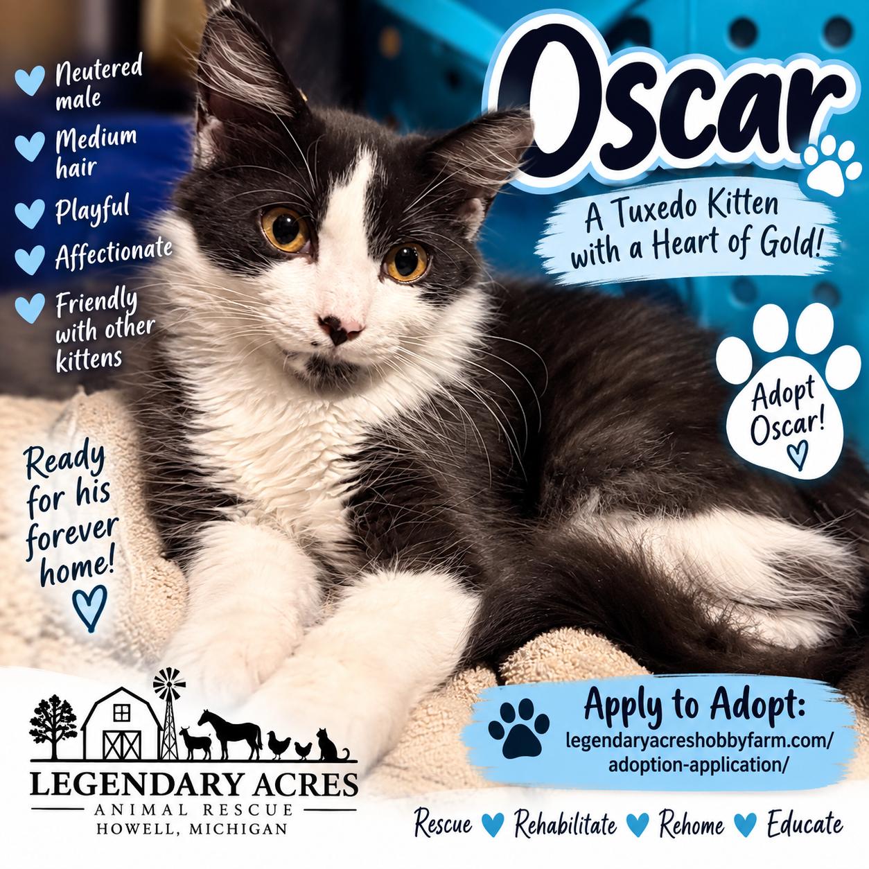 Enlarge Oscar, a Adopted American Shorthair in HOWELL, MI image 1/1