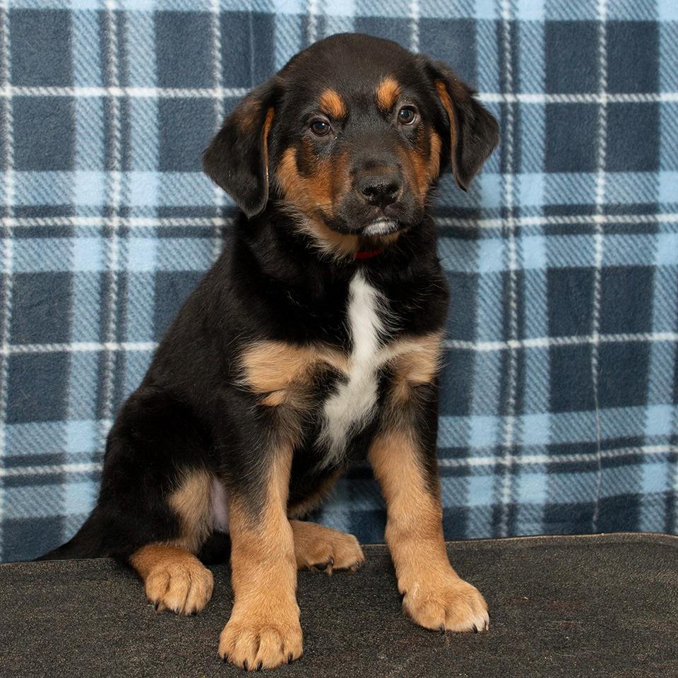 Cupid, Adoptable, Puppy Male Rottweiler & Collie.
