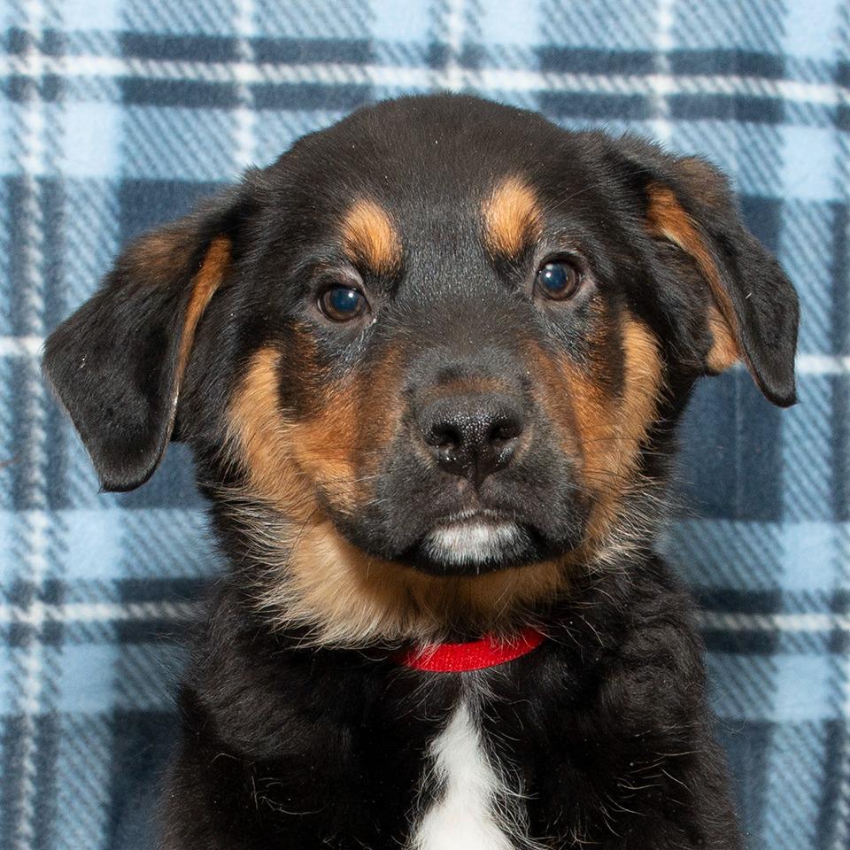 Enlarge Cupid, a Adoptable mixed breed in Troy, OH image 2/2