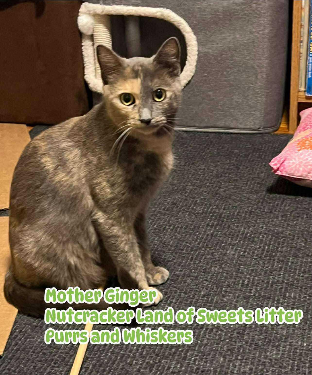 Mother Ginger, ADOPTABLE, Young Female Domestic Long Hair.