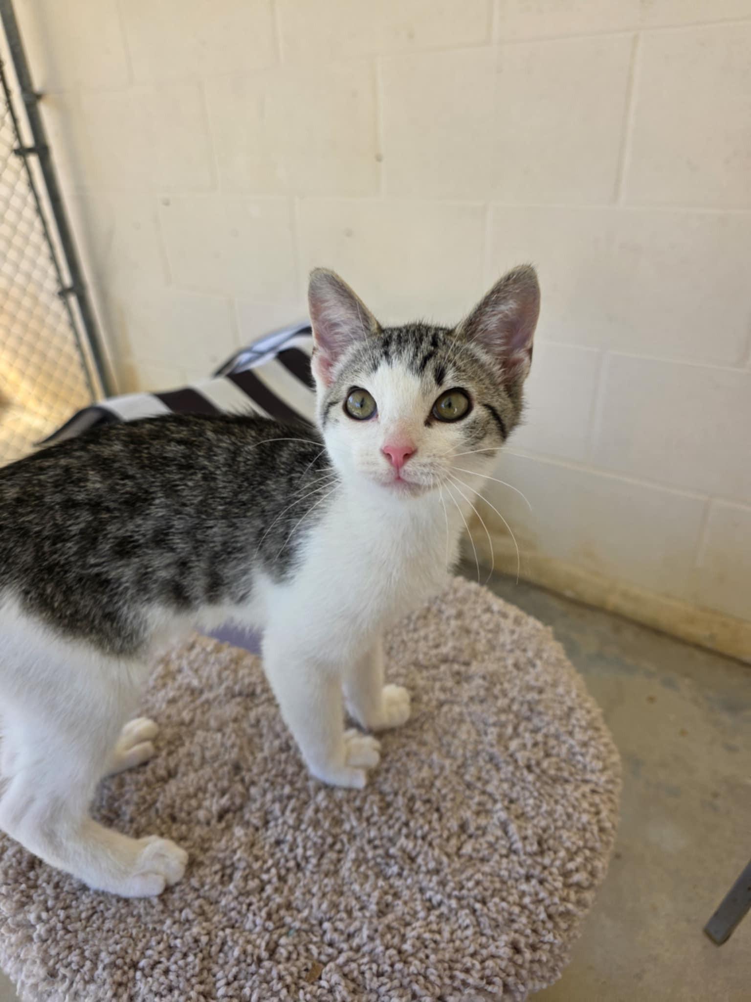 Kumquat, ADOPTABLE, Kitten Male Domestic Short Hair.