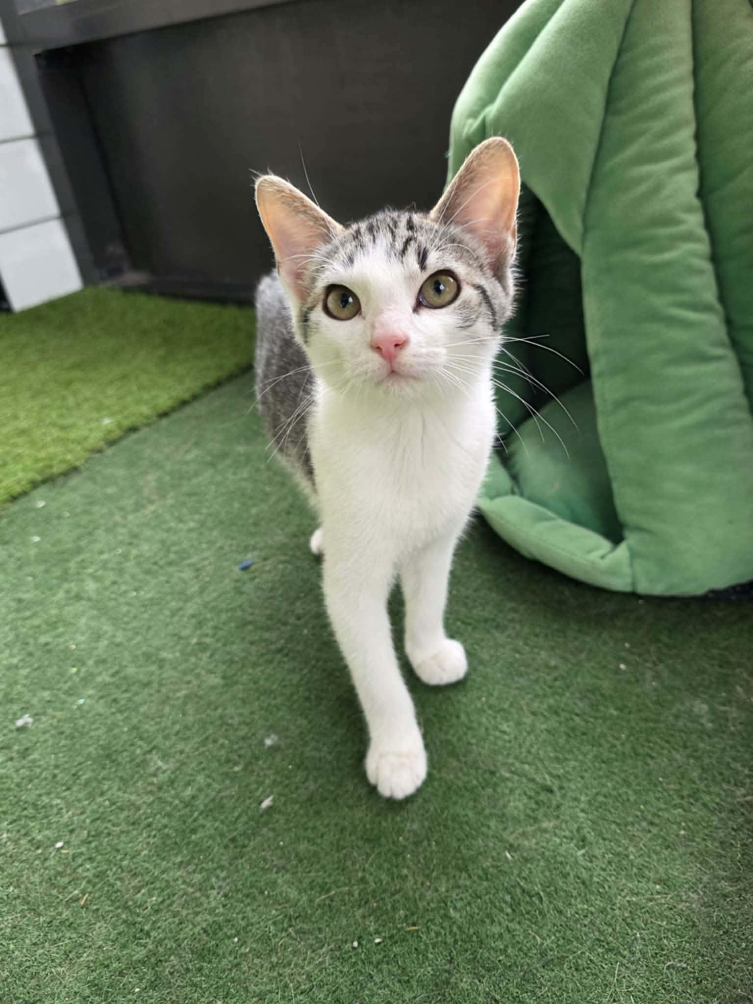 Enlarge Kumquat, a ADOPTABLE Domestic Short Hair in Umatilla, FL image 4/4