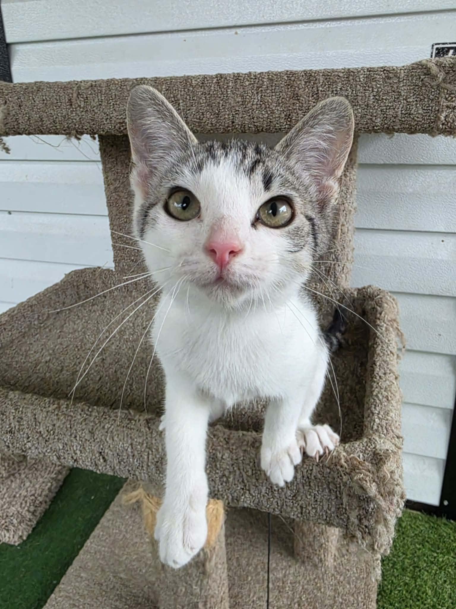 Enlarge Kumquat, a ADOPTABLE Domestic Short Hair in Umatilla, FL image 3/4