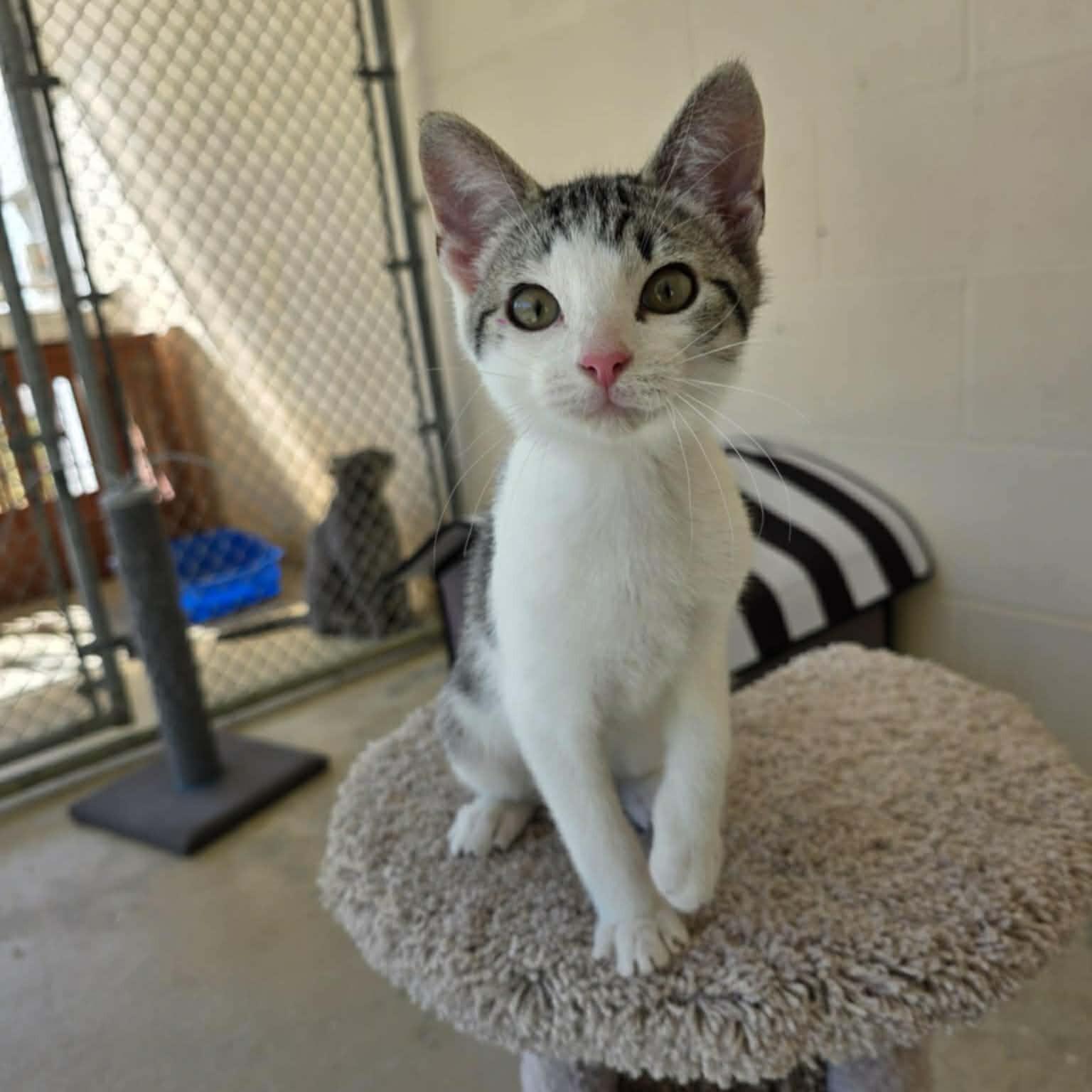 Enlarge Kumquat, a ADOPTABLE Domestic Short Hair in Umatilla, FL image 2/4