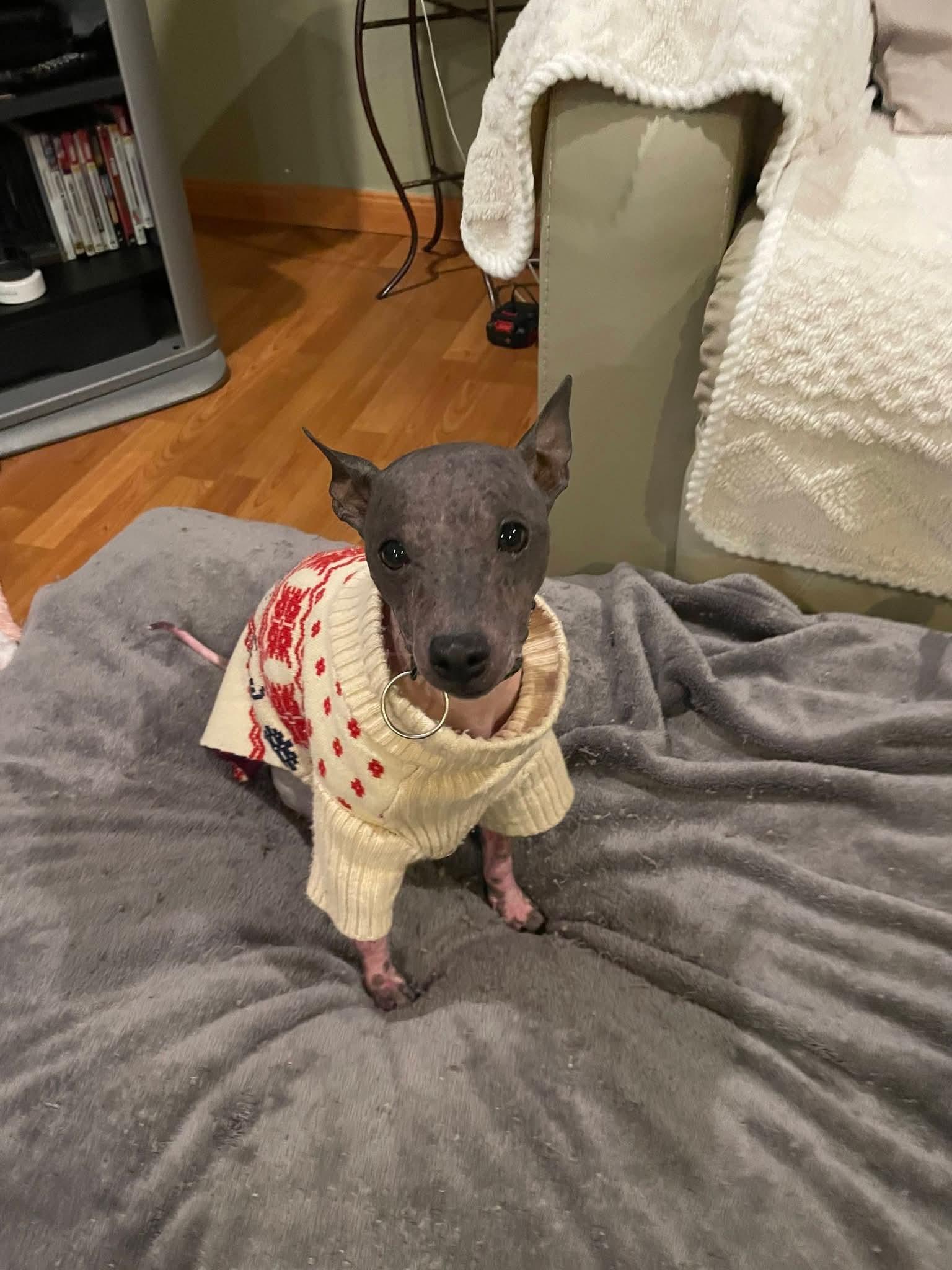 Enlarge Girlie Gala , an adopted American Hairless Terrier in Oakland, CA image 3/5
