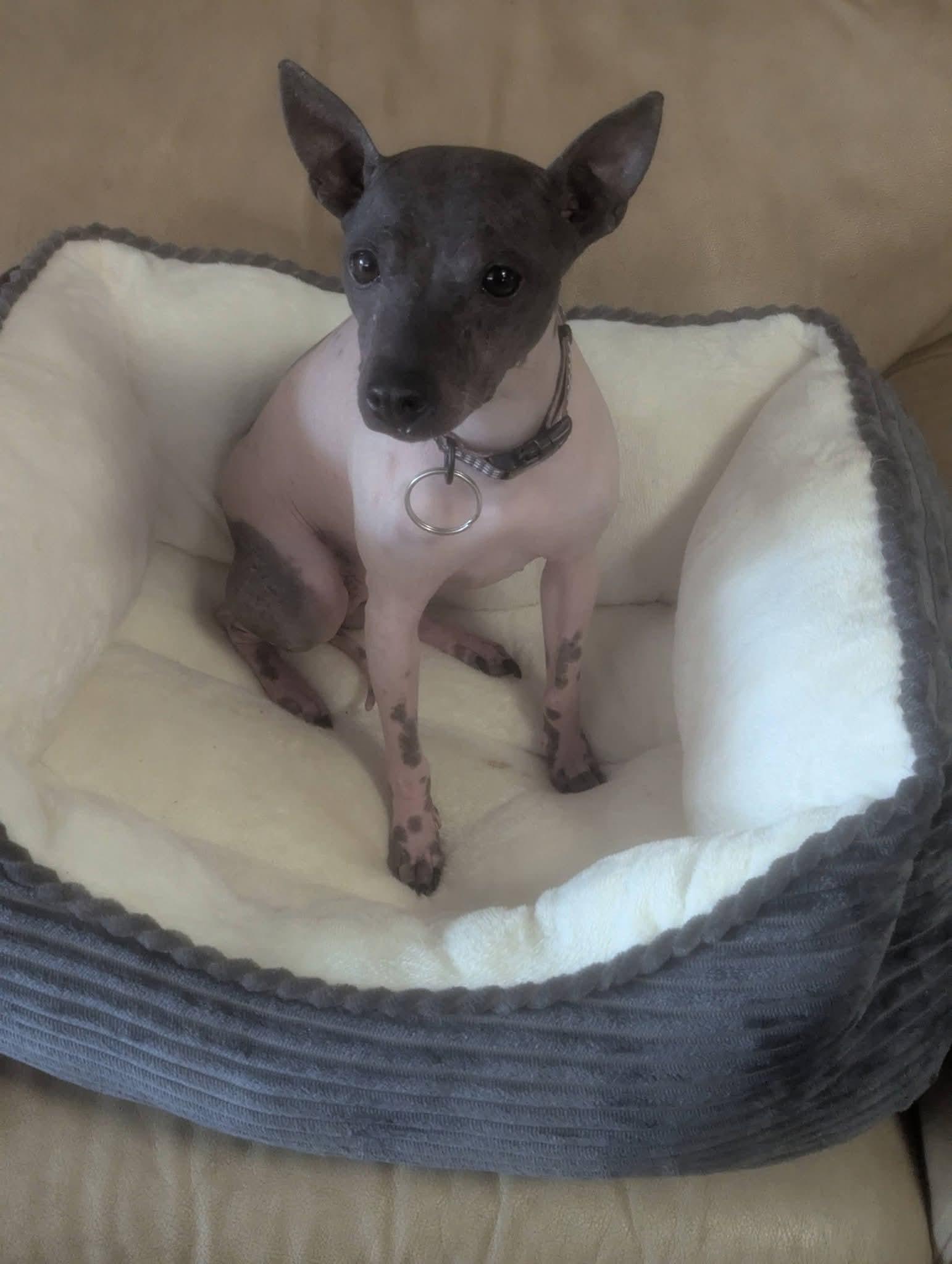 Enlarge Girlie Gala , an adopted American Hairless Terrier in Oakland, CA image 1/5