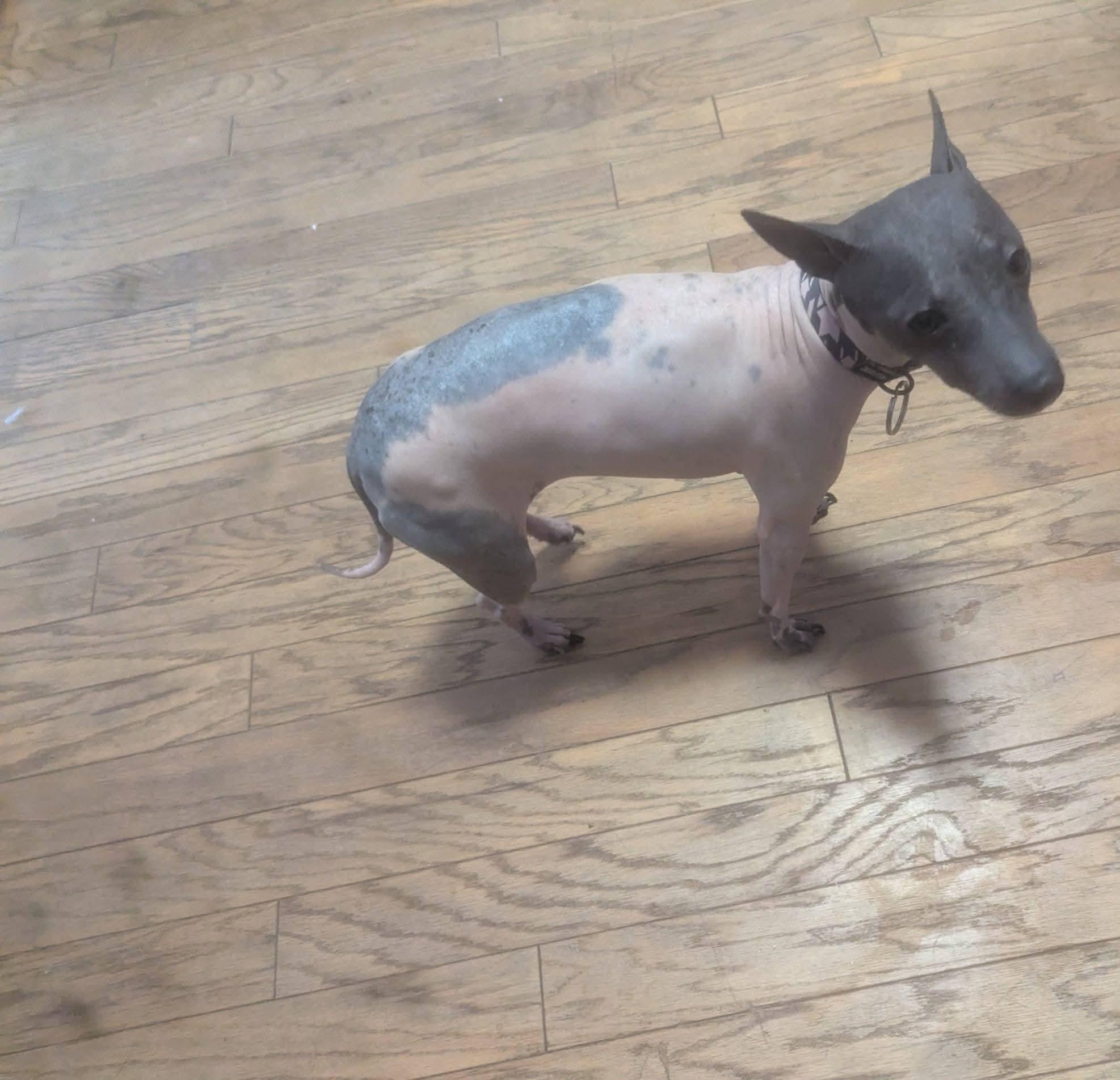 Enlarge Girlie Gala , an adopted American Hairless Terrier in Oakland, CA image 4/5