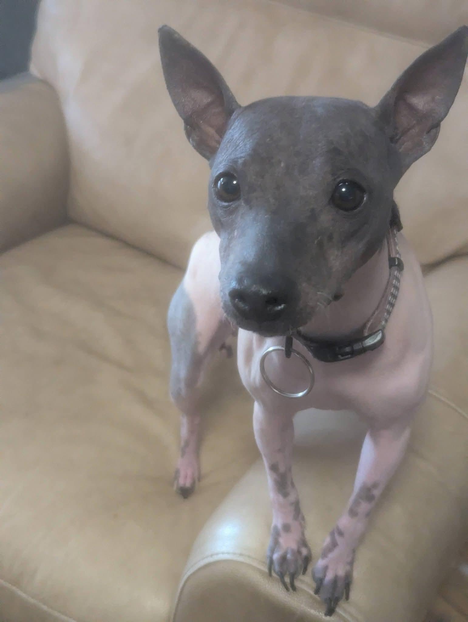 Enlarge Girlie Gala , an adopted American Hairless Terrier in Oakland, CA image 5/5