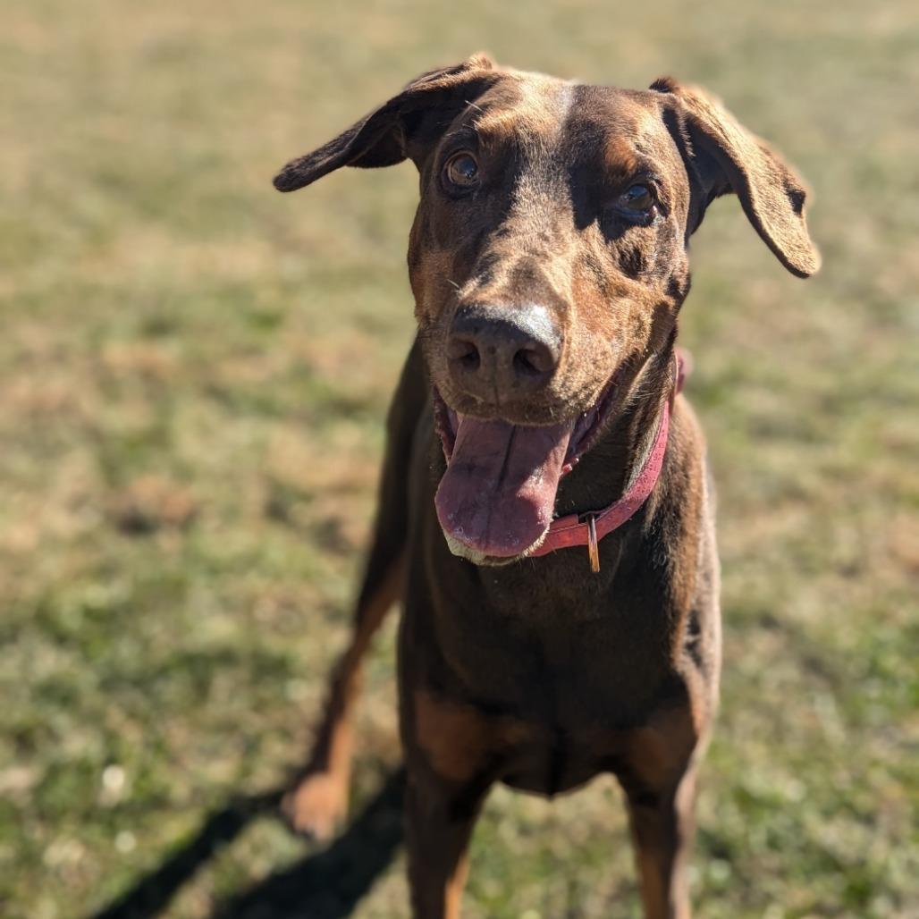 Enlarge 7801 Rosie - I'm a SSNAP Dog, a Adoptable Doberman Pinscher in Sandown, NH image 1/6