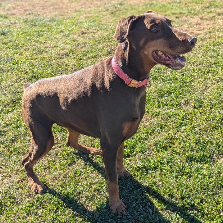 Enlarge 7801 Rosie - I'm a SSNAP Dog, a Adoptable Doberman Pinscher in Sandown, NH image 3/6
