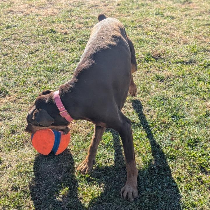 Enlarge 7801 Rosie - I'm a SSNAP Dog, a Adoptable Doberman Pinscher in Sandown, NH image 4/6