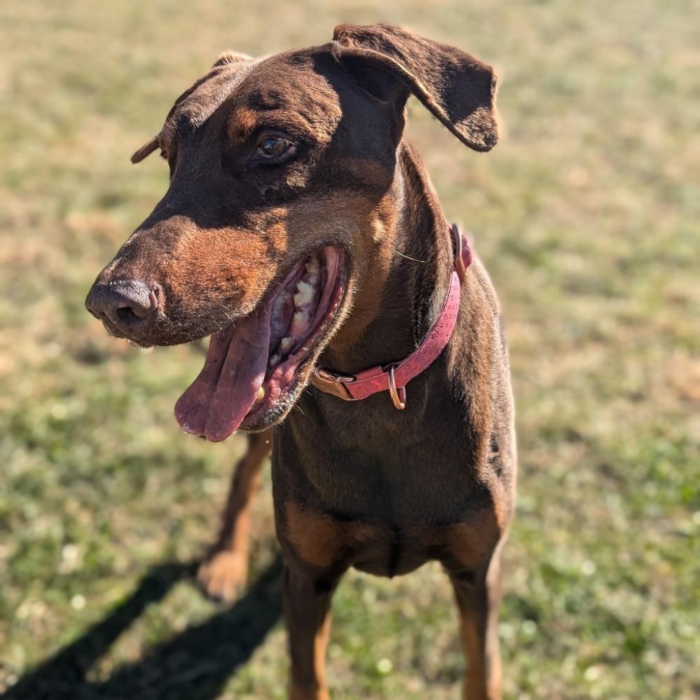 Enlarge 7801 Rosie - I'm a SSNAP Dog, a Adoptable Doberman Pinscher in Sandown, NH image 5/6