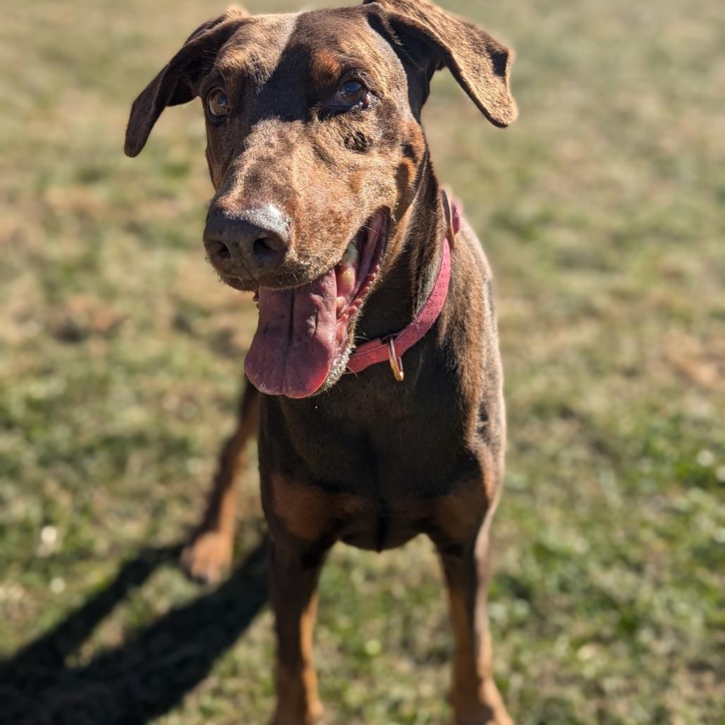Enlarge 7801 Rosie - I'm a SSNAP Dog, a Adoptable Doberman Pinscher in Sandown, NH image 6/6
