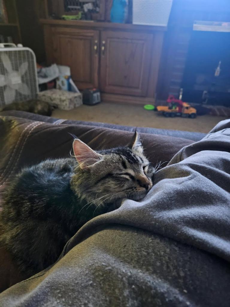 Enlarge Wednesday, a Adoptable mixed breed in Minot, ND image 1/6