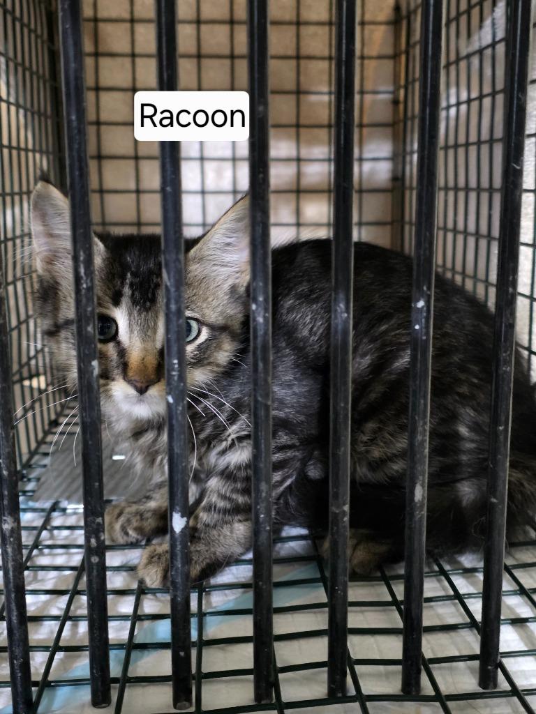 Racoon aka Dozer, a Adoptable mixed breed in Minot, ND image 2/6