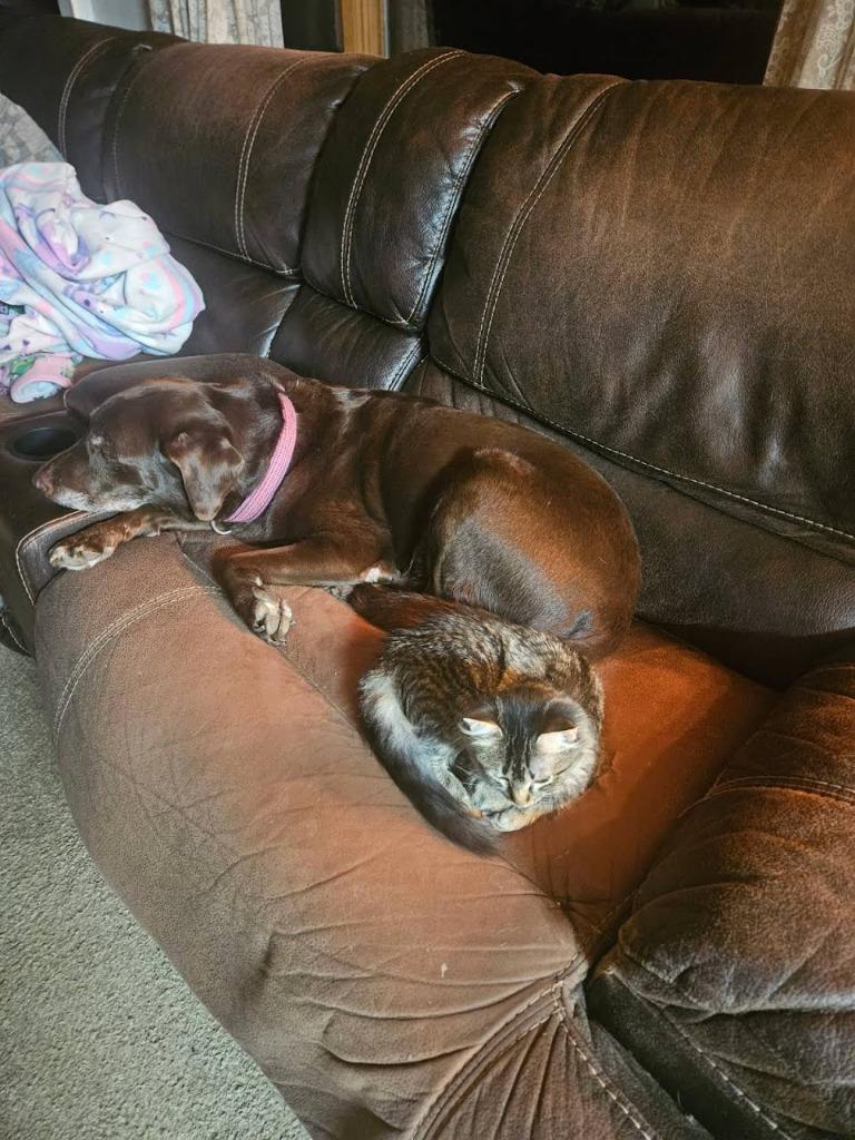 Racoon aka Dozer, a Adoptable mixed breed in Minot, ND image 3/6