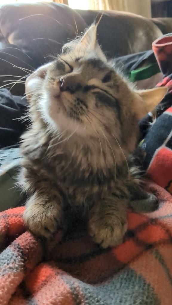 Enlarge Wednesday, a Adoptable mixed breed in Minot, ND image 5/6