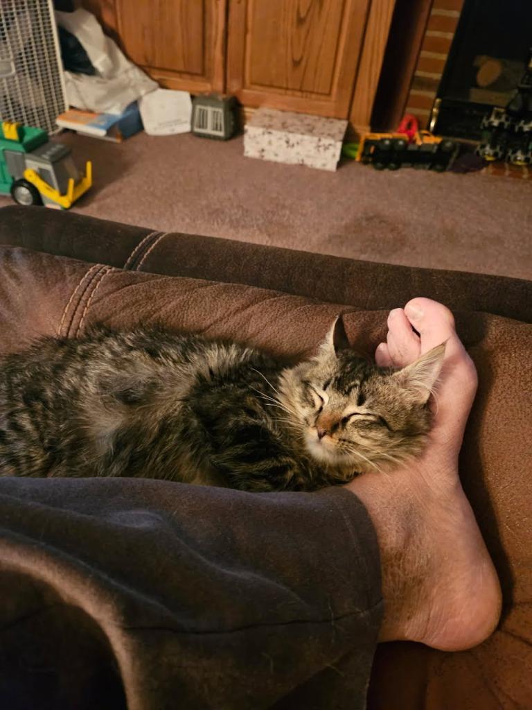 Racoon aka Dozer, a Adoptable mixed breed in Minot, ND image 4/6