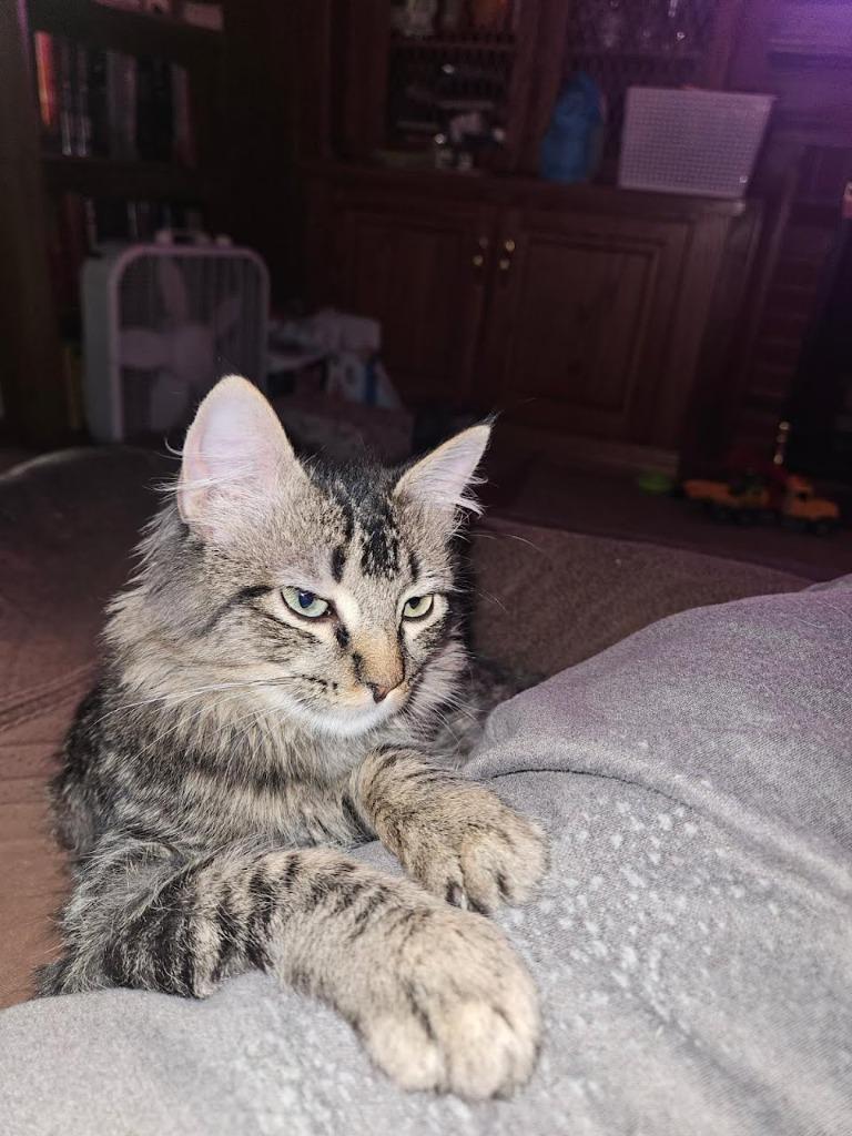 Racoon aka Dozer, a Adoptable mixed breed in Minot, ND image 5/6