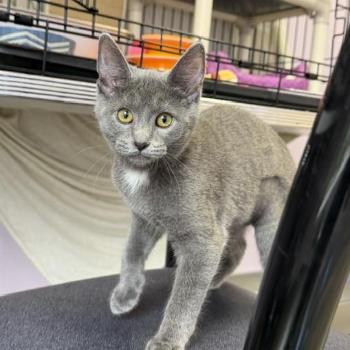 Enlarge Rowena, a Adopted mixed breed in Lombard, IL image 2/6