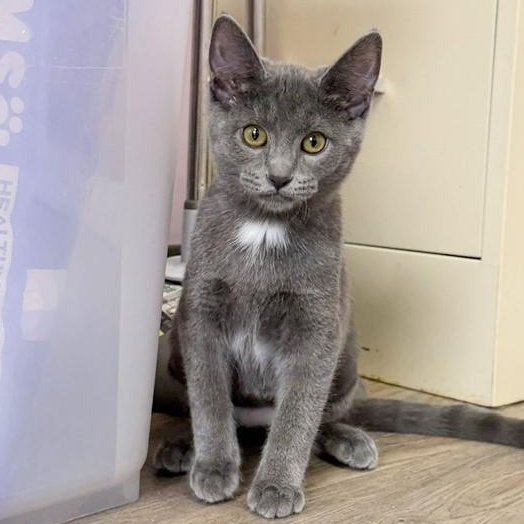 Rowena, Adopted, Kitten Female Russian Blue & Domestic Short Hair.