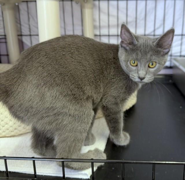 Enlarge Rowena, a Adopted mixed breed in Lombard, IL image 4/6