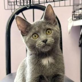 Enlarge Rowena, a Adopted mixed breed in Lombard, IL image 6/6