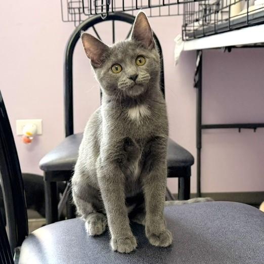 Enlarge Rowena, a Adopted mixed breed in Lombard, IL image 3/6