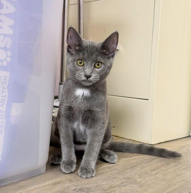 Enlarge Rowena, a Adopted mixed breed in Lombard, IL image 5/6