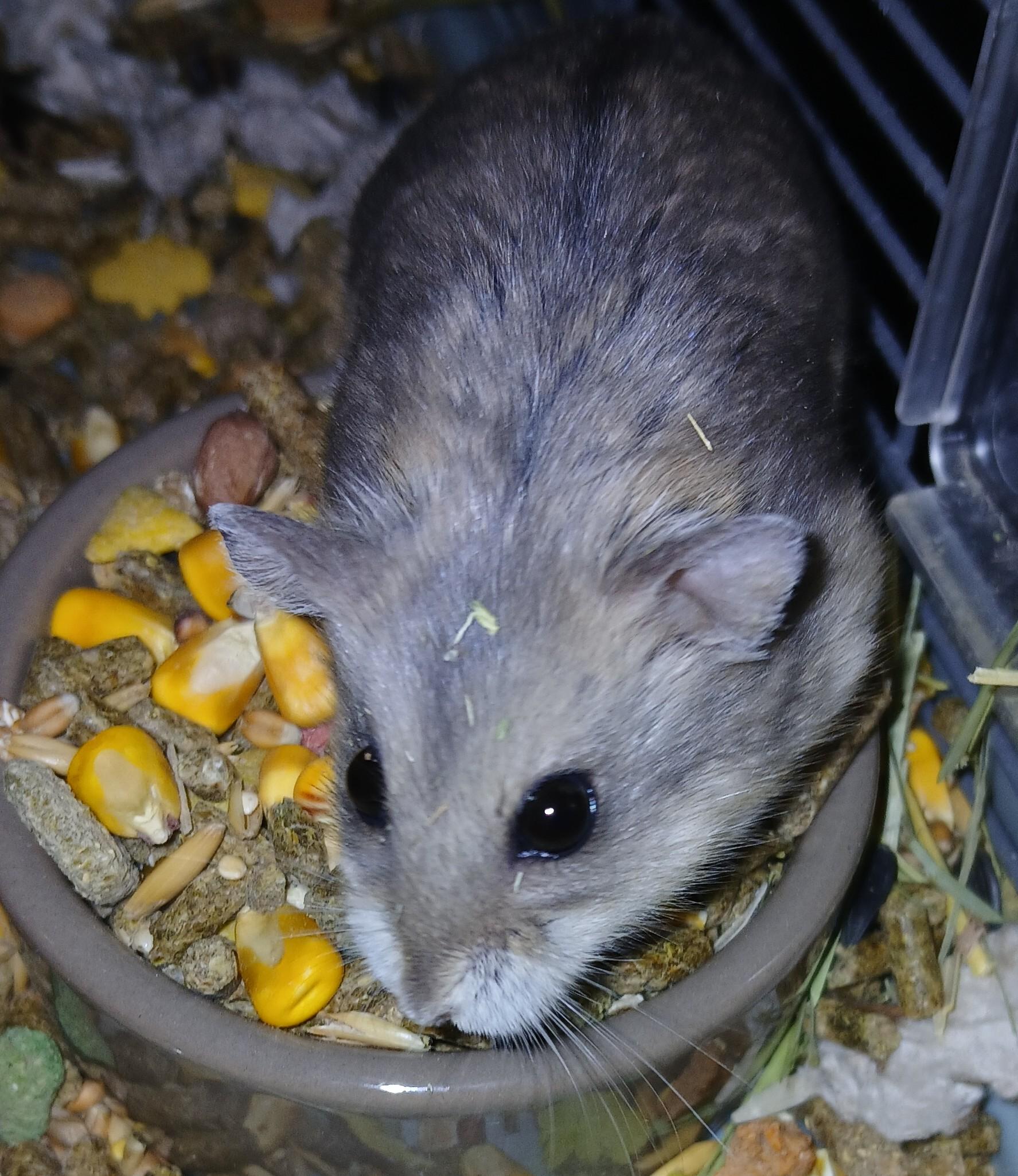 Daisy Lou, Adopted, Adult Female Dwarf Hamster.