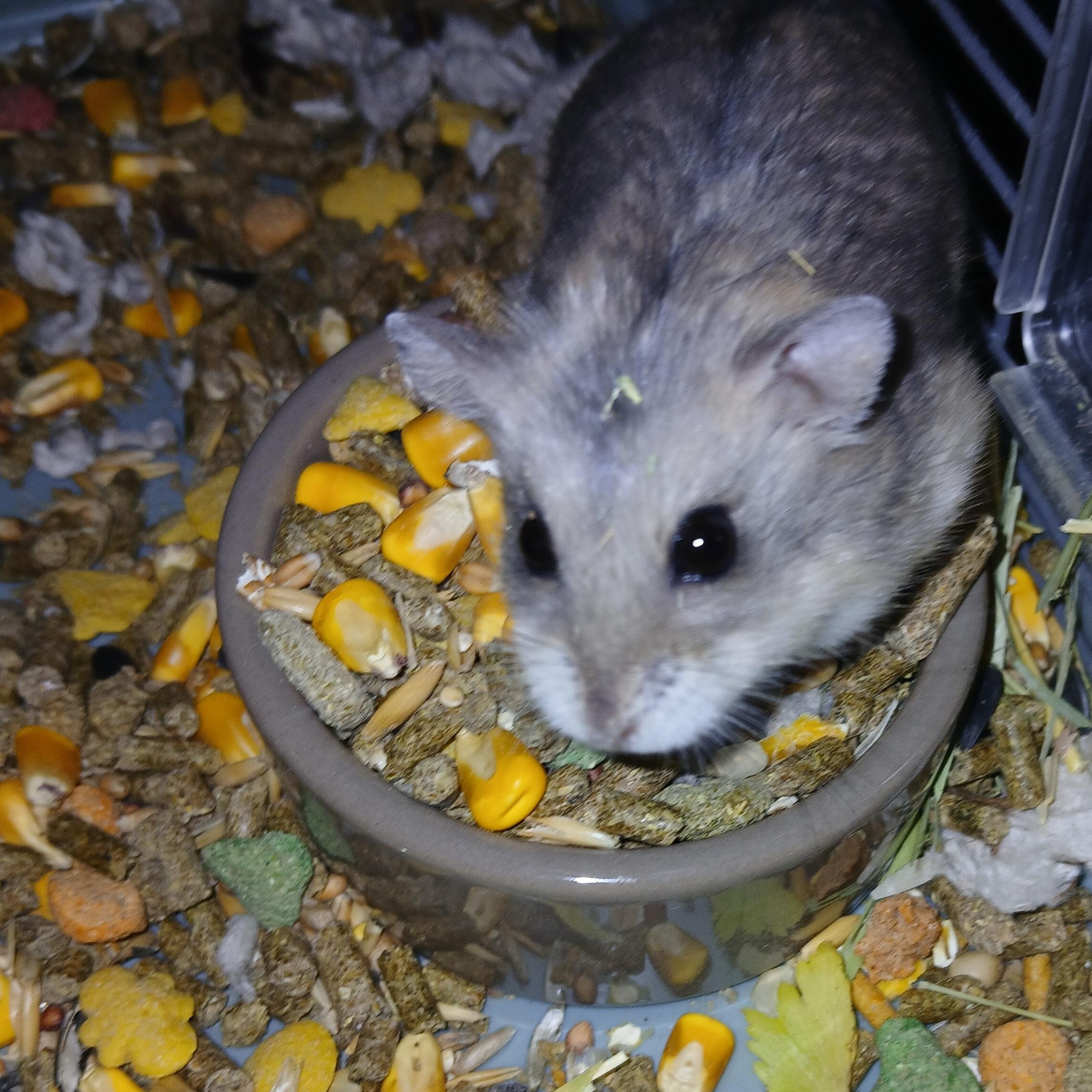 Enlarge Daisy Lou, a Adopted Dwarf Hamster in Dearborn, MO image 3/3
