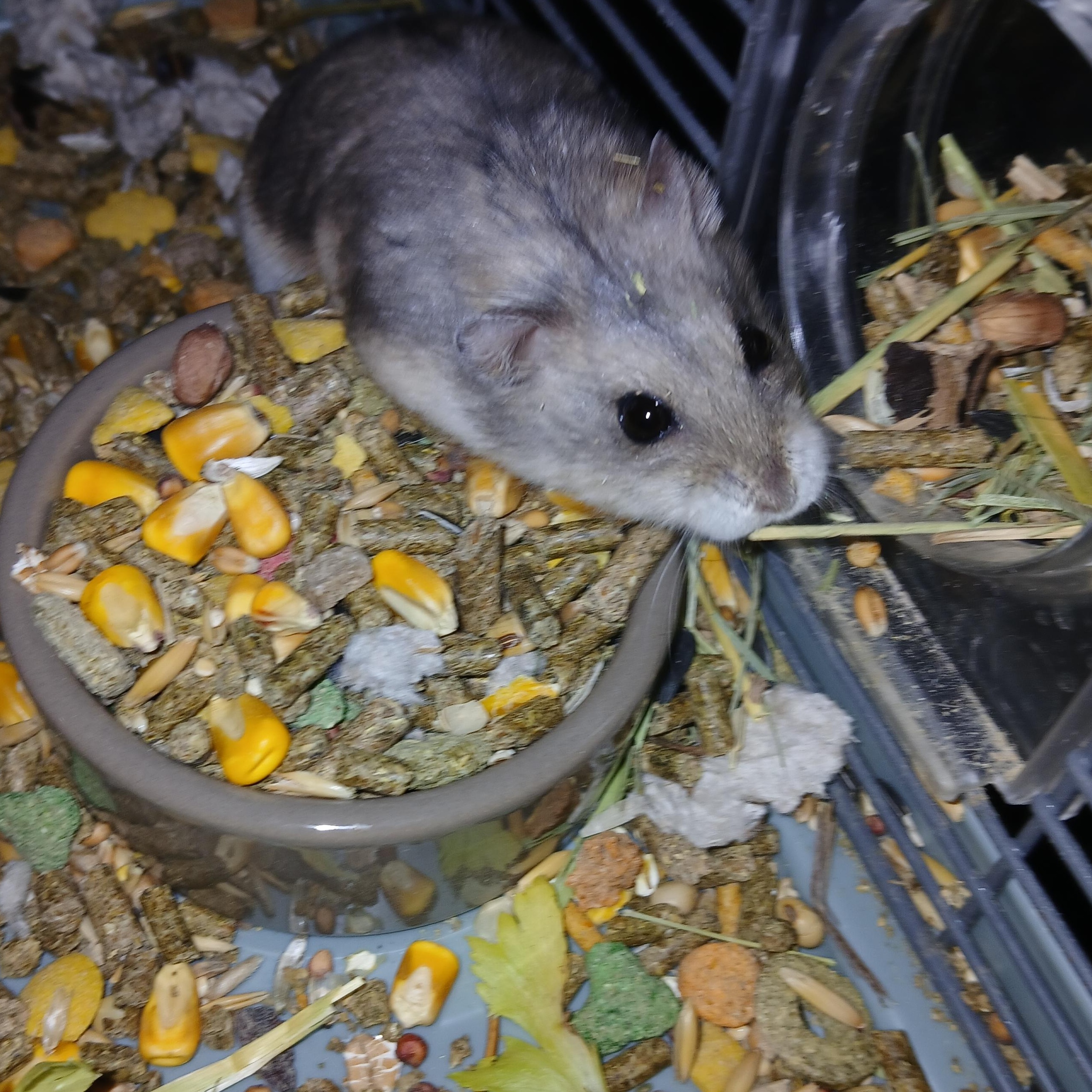 Enlarge Daisy Lou, a Adopted Dwarf Hamster in Dearborn, MO image 2/3