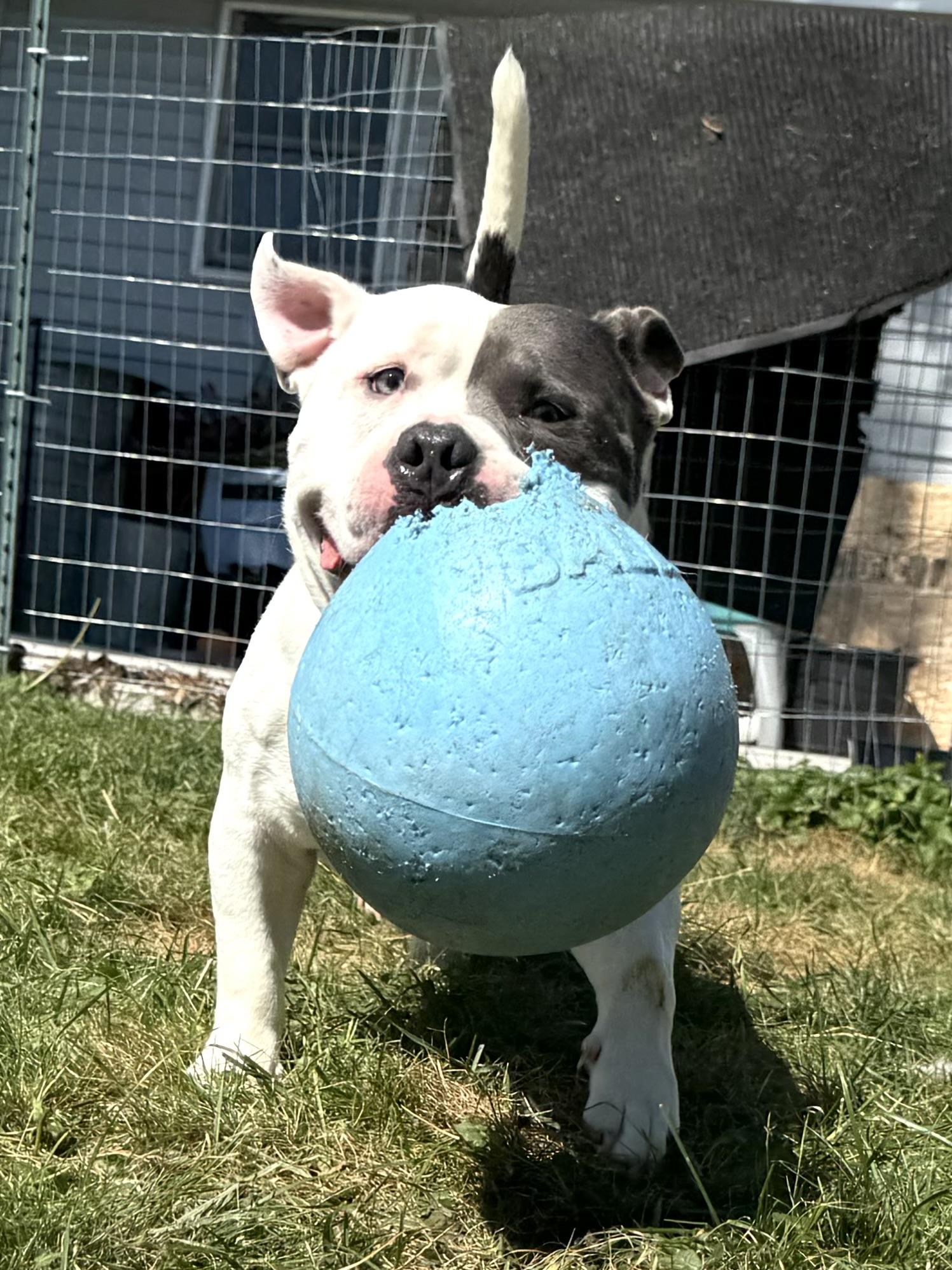 Enlarge Beasty, a Adoptable American Bully in Hilton, NY image 3/6