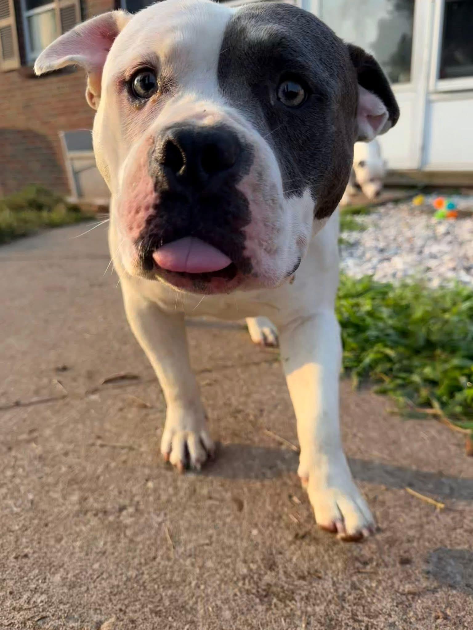 Enlarge Beasty, a Adoptable American Bully in Hilton, NY image 4/6