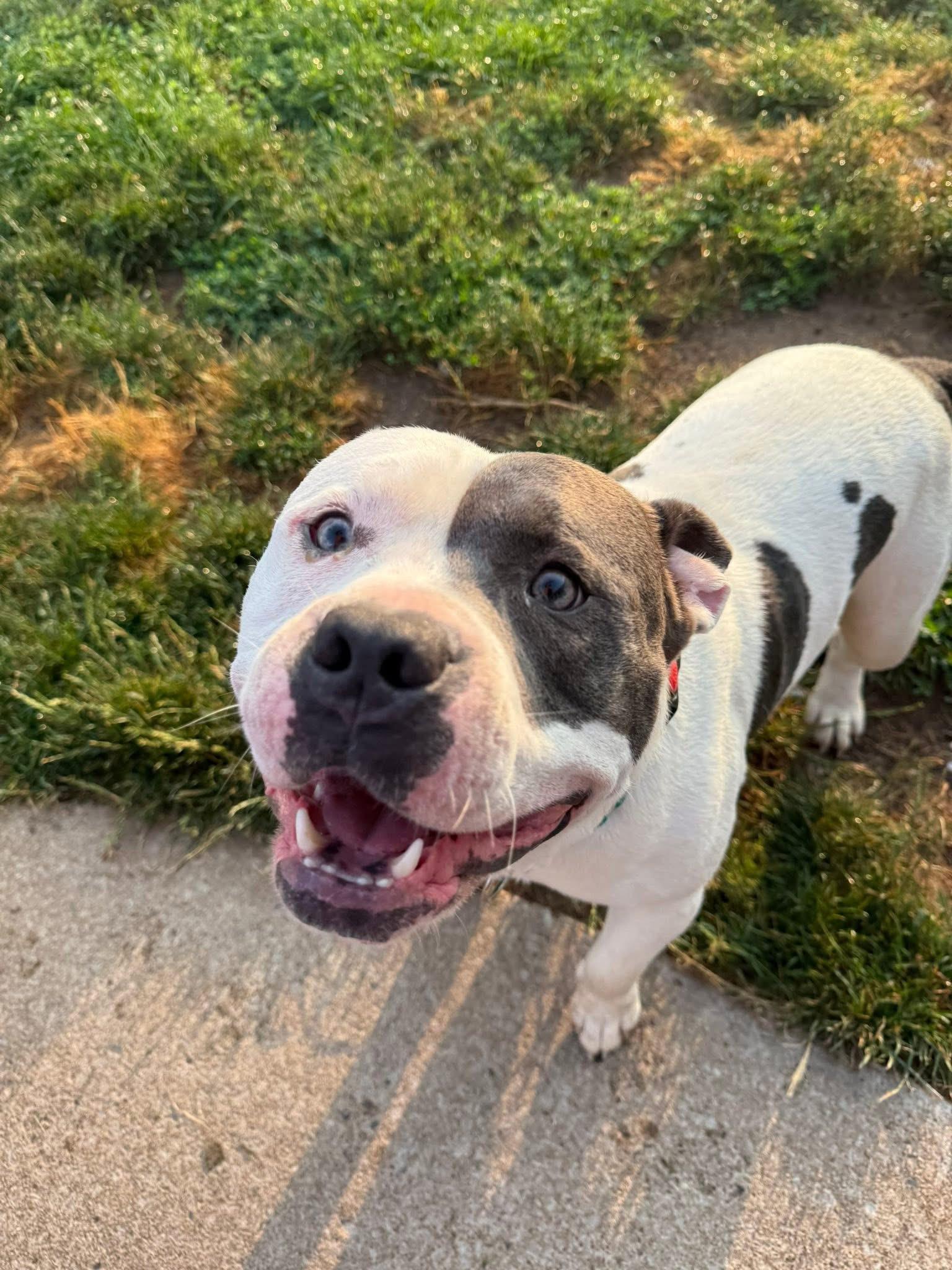 Enlarge Beasty, a Adoptable American Bully in Hilton, NY image 5/6