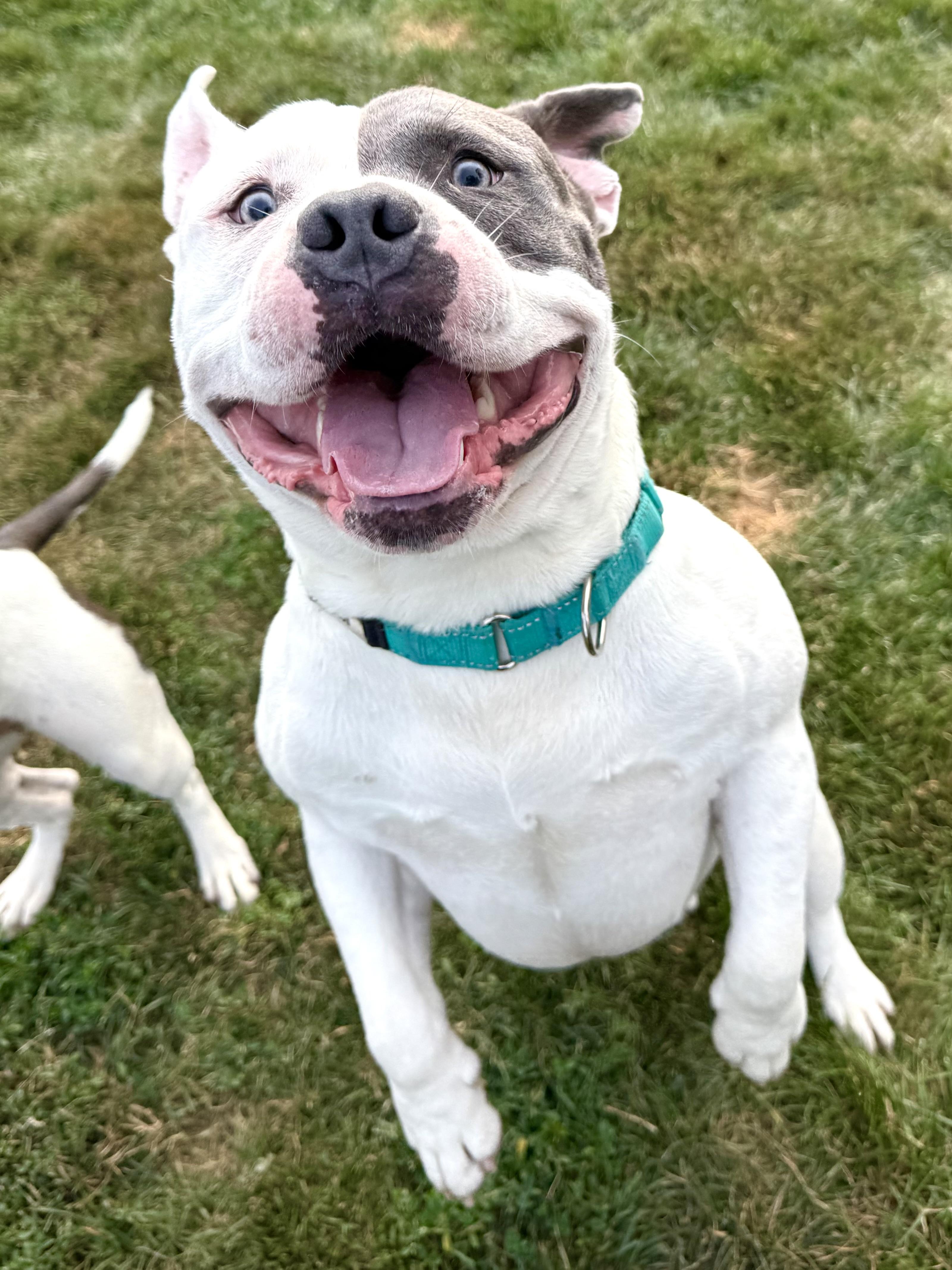 Enlarge Beasty, a Adoptable American Bully in Hilton, NY image 2/6