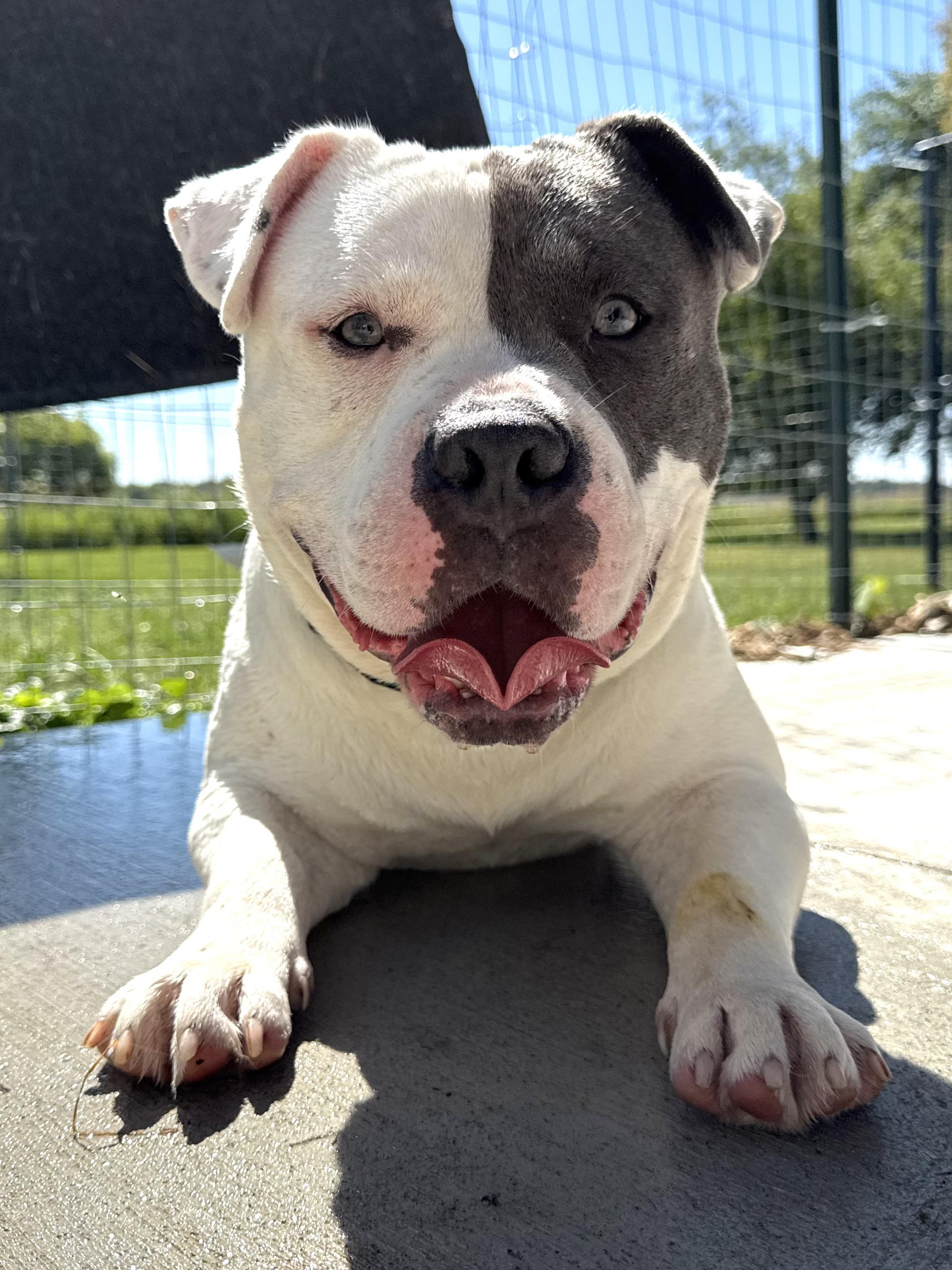 Beasty, Adoptable, Adult Male American Bully.