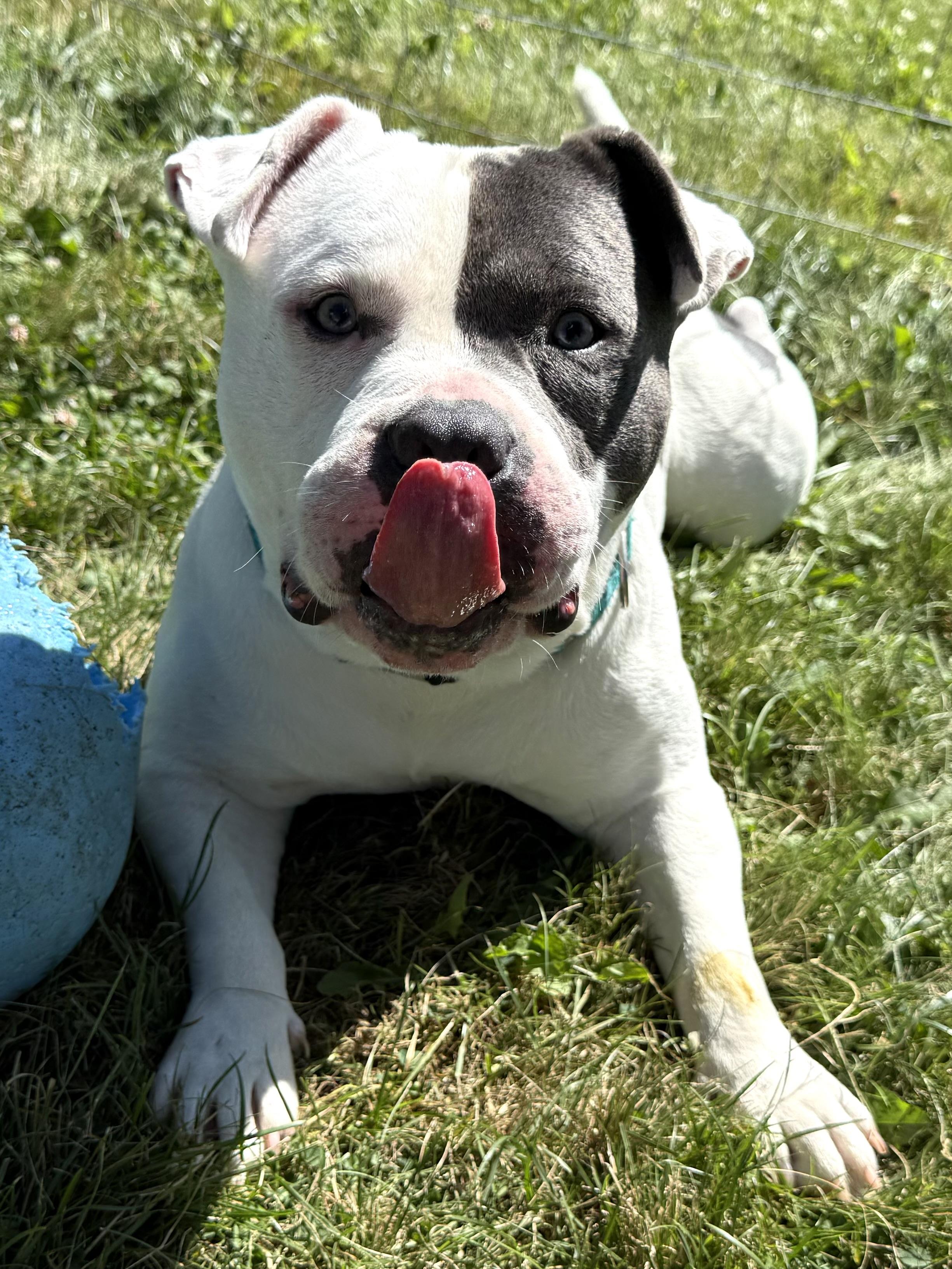Enlarge Beasty, a Adoptable American Bully in Hilton, NY image 6/6
