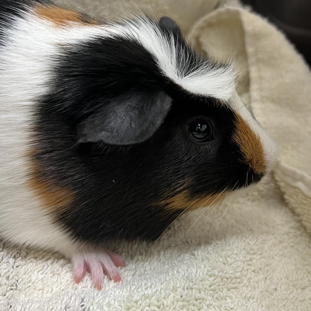 Enlarge Joe, a Adoptable Guinea Pig in Murray, UT image 1/1