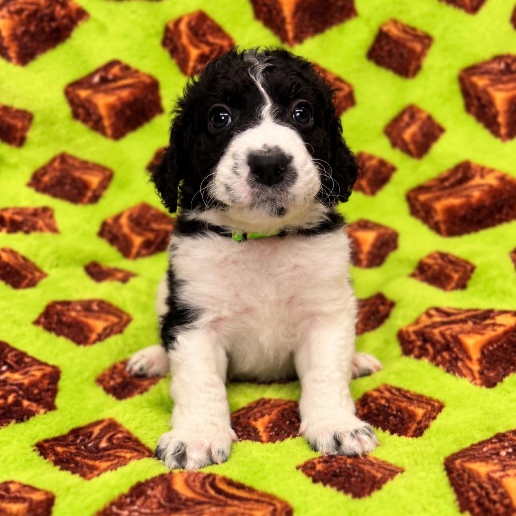 Fudge photo